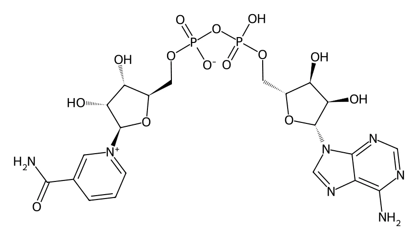 Chemical structure of NAD⁺.